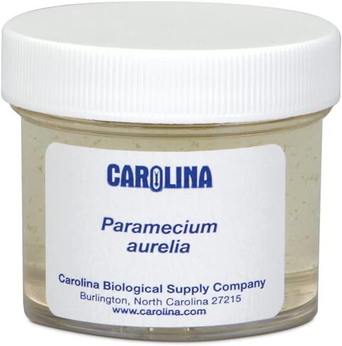 Carolina Paramecium, Living – Ciliate Culture with Macronucleus & Micronuclei | Ideal for Microscopy & Protozoan Studies | Includes Enough for 30 Students in Kuwait