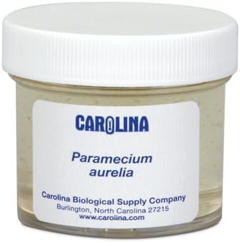 Carolina Paramecium, Living – Ciliate Culture with Macronucleus & Micronuclei | Ideal for Microscopy & Protozoan Studies | Includes Enough for 30 Students in Kuwait
