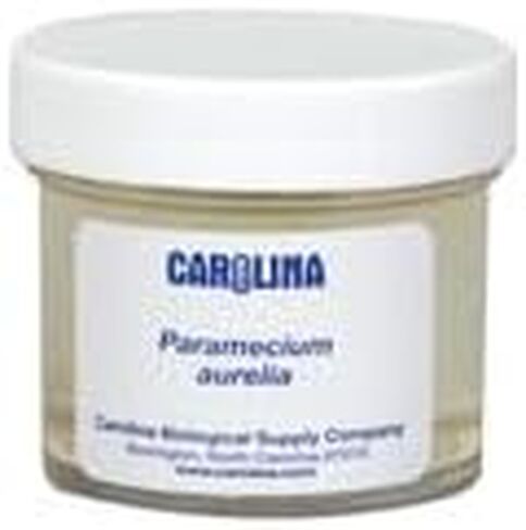 Carolina Paramecium, Living – Ciliate Culture with Macronucleus & Micronuclei | Ideal for Microscopy & Protozoan Studies | Includes Enough for 30 Students in Kuwait