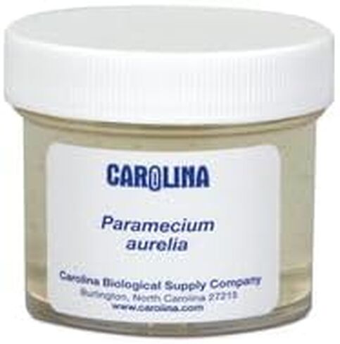 Carolina Paramecium, Living – Ciliate Culture with Macronucleus & Micronuclei | Ideal for Microscopy & Protozoan Studies | Includes Enough for 30 Students in Kuwait