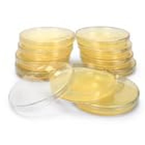 Luria Broth Agar + Ampicillin, Prepoured Medium Plates in Kuwait