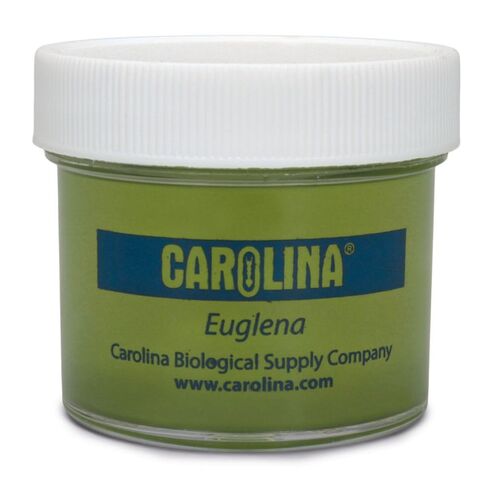 Euglena, Living Culture, Single Biflagellated Cells, Enough Materials for 30 Students in Kuwait