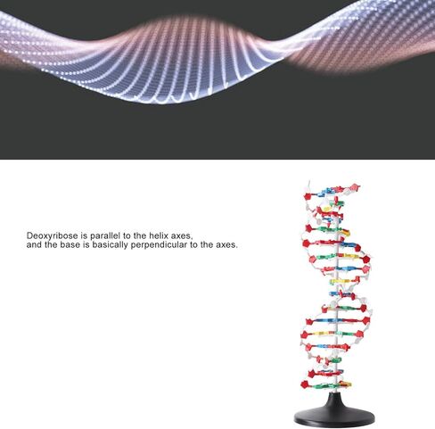 3D DNA Model, Educational DNA Structure Double Molecular DeoxyriboNucleic Model, Biological Science Popularization Teaching for School Lab in Saudi Arabia