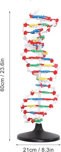 3D DNA Model, Educational DNA Structure Double Molecular DeoxyriboNucleic Model, Biological Science Popularization Teaching for School Lab in Saudi Arabia
