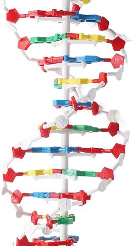 3D DNA Model, Educational DNA Structure Double Molecular DeoxyriboNucleic Model, Biological Science Popularization Teaching for School Lab in Saudi Arabia
