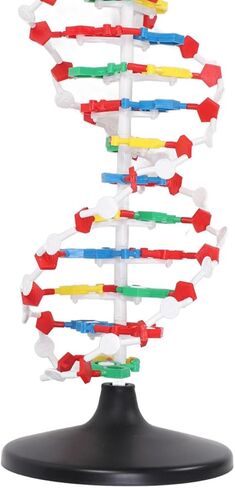 3D DNA Model, Educational DNA Structure Double Molecular DeoxyriboNucleic Model, Biological Science Popularization Teaching for School Lab in Saudi Arabia