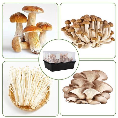 60 Pack 2.5" Mushroom Monotub Filter Patches Discs, 3mm Thick Round Synthetic Filter Paper Stickers for Mycology Growing Supplies, Fruiting Chamber Air Exchange Disks for Mushroom Cultivation in Kuwait