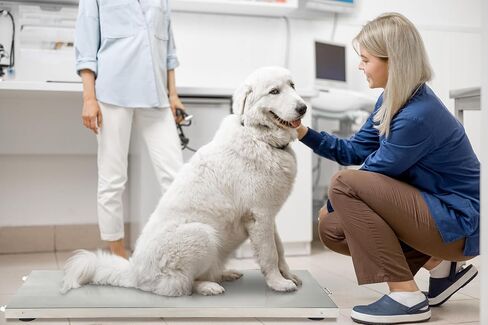 Veterinary Scale - Large Animal Digital Livestock Scale, 660 lbs Capacity, 44.09L x 20.47W x 1.77H in Kuwait