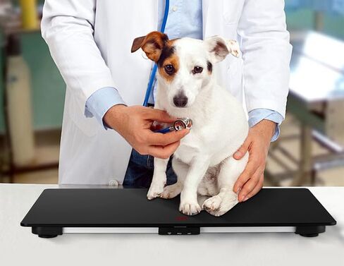 ميزان الكلاب البيطرية ذو السلالات المتوسطة من هيلسيفسن، مقياس رقمي للحيوانات الأليفة بمنصة من الزجاج المقوى مقاس 27.6 × 17.7 بوصة مع ملصق مضاد للانزلاق، سعة 330 رطل in Kuwait