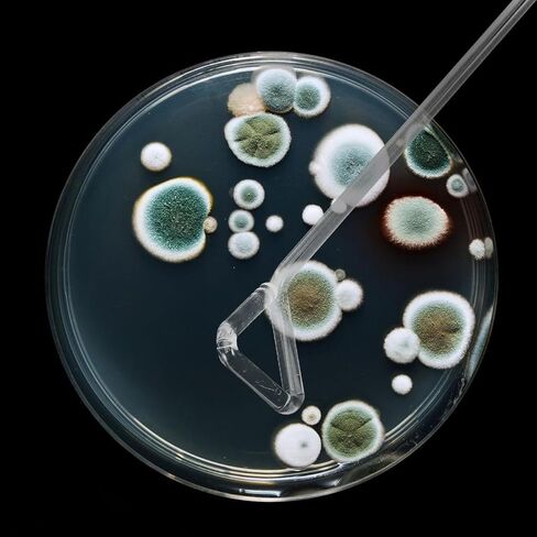 4 قطع من قضبان توزيع الخلايا الزجاجية من Veemoon، قضبان طلاء المختبر، قضبان طلاء طبق بيتري، قضبان توزيع الخلايا الاحترافية من أجل تجربة علمية موثوقة للنشر in Kuwait