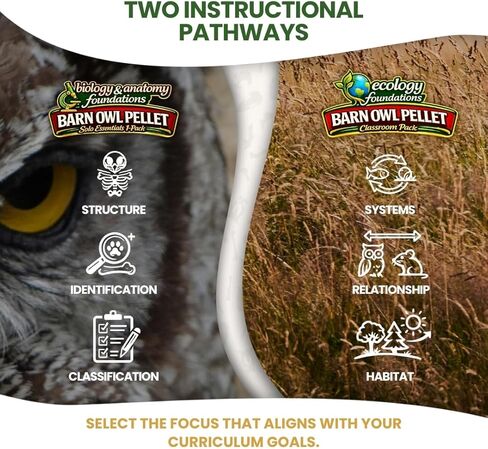 حبيبات بومة الحظيرة للفصل الدراسي 10 عبوات (متوسطة) - مجموعة تشريح للبيئة والعلوم والتكنولوجيا والهندسة والرياضيات - تتضمن ملقط ومعاول ودليل المعلم - نشاط علمي عملي in Kuwait