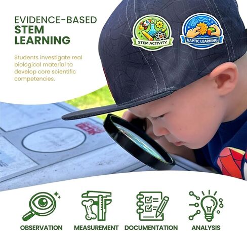 حبيبات بومة الحظيرة للفصل الدراسي 10 عبوات (متوسطة) - مجموعة تشريح للبيئة والعلوم والتكنولوجيا والهندسة والرياضيات - تتضمن ملقط ومعاول ودليل المعلم - نشاط علمي عملي in Kuwait