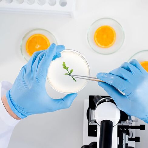 Homoyoyo 10PCS 70mm Agar Plates Petri Dishes with Agar, Agar Petri Dishes Individually Sealed for Students Science Kit Laboratory Experiment Prepoured Supplies Sealed Separately in Kuwait