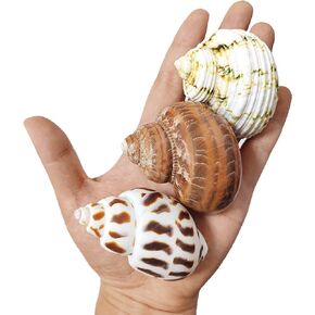 3 PCS Hermit Crab Shells 2~2.7Inch Natural Hermit Crab Shells Opening Size 1~1.3Inch Hermit Crab Supplies