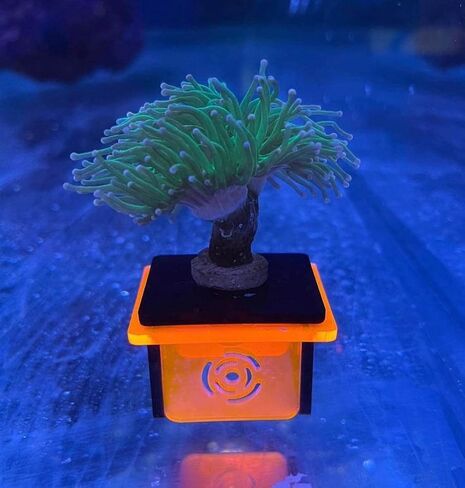 3 Pack Green Frag Pop Stand w/Frag Lock | Acrylic 1 Hole Coral Frag Rack Plugs Reef Fragging Holder for Saltwater, Marine Reef Aquarium in Saudi Arabia