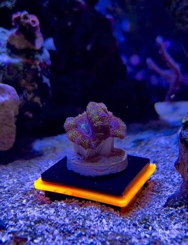 3 Pack Green Frag Pop Stand w/Frag Lock | Acrylic 1 Hole Coral Frag Rack Plugs Reef Fragging Holder for Saltwater, Marine Reef Aquarium in Saudi Arabia