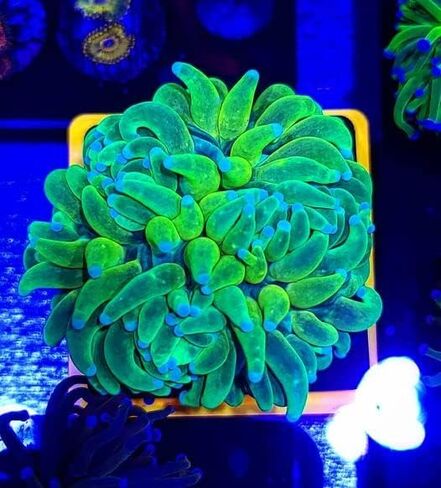 3 Pack Green Frag Pop Stand w/Frag Lock | Acrylic 1 Hole Coral Frag Rack Plugs Reef Fragging Holder for Saltwater, Marine Reef Aquarium in Saudi Arabia