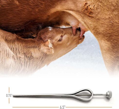 برغي موسع الحلمة من الفولاذ المقاوم للصدأ بطول 13 سم، سهل الاستخدام لجميع الماشية، أداة بيطرية. in Kuwait