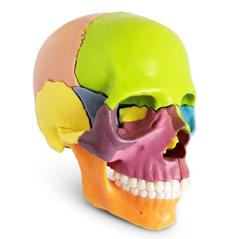 Anatomy Medical 15-Part Colored Human Skull Model, Palm-Sized Exploded Skull with Detachable Bones for Dental, Anatomy Study & Teaching in Saudi Arabia