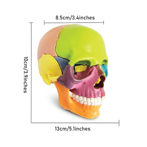 Anatomy Medical 15-Part Colored Human Skull Model, Palm-Sized Exploded Skull with Detachable Bones for Dental, Anatomy Study & Teaching in Saudi Arabia