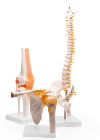 Human Spine Model with Knee Joint and Shoulder Joint, Premium Medical Quality Anatomical Models, 95% Accuracy, Educational Teaching Tools for Medical Study in Saudi Arabia