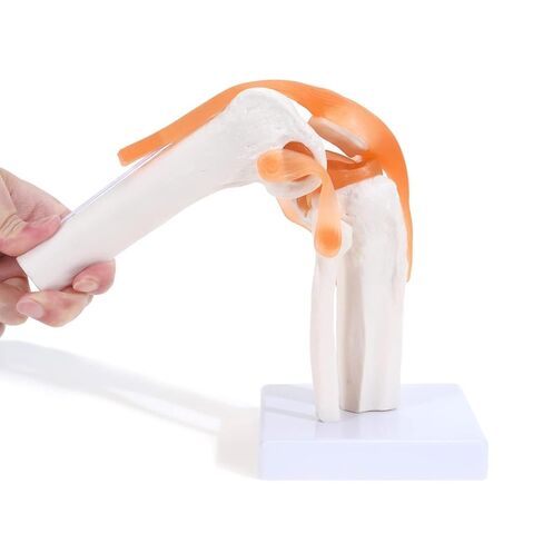 Human Spine Model with Knee Joint and Shoulder Joint, Premium Medical Quality Anatomical Models, 95% Accuracy, Educational Teaching Tools for Medical Study in Saudi Arabia