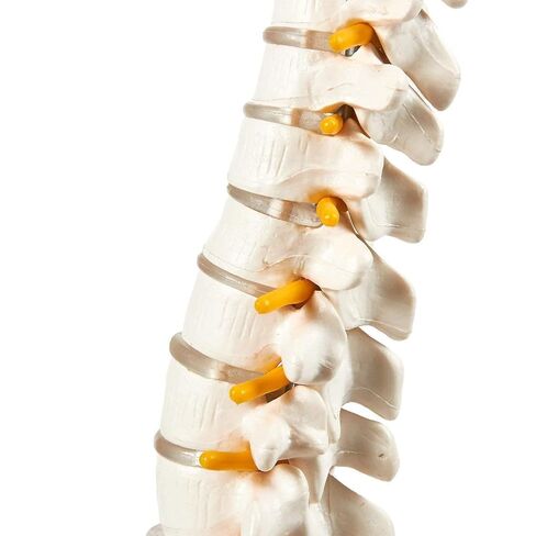 Human Spine Model with Knee Joint and Shoulder Joint, Premium Medical Quality Anatomical Models, 95% Accuracy, Educational Teaching Tools for Medical Study in Saudi Arabia