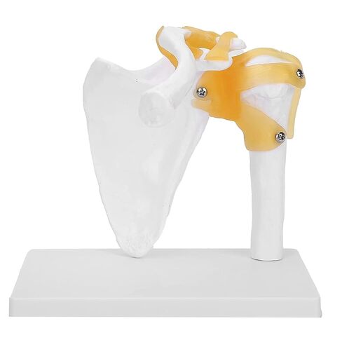 Human Spine Model with Knee Joint and Shoulder Joint, Premium Medical Quality Anatomical Models, 95% Accuracy, Educational Teaching Tools for Medical Study in Saudi Arabia