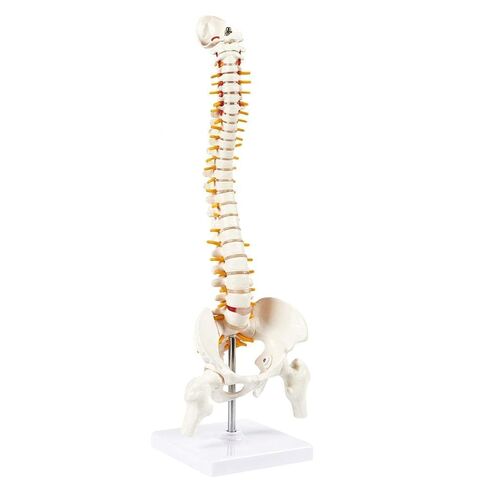 Human Spine Model with Knee Joint and Shoulder Joint, Premium Medical Quality Anatomical Models, 95% Accuracy, Educational Teaching Tools for Medical Study in Saudi Arabia
