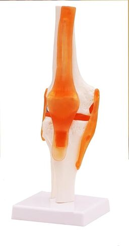Human Spine Model with Knee Joint and Shoulder Joint, Premium Medical Quality Anatomical Models, 95% Accuracy, Educational Teaching Tools for Medical Study in Saudi Arabia