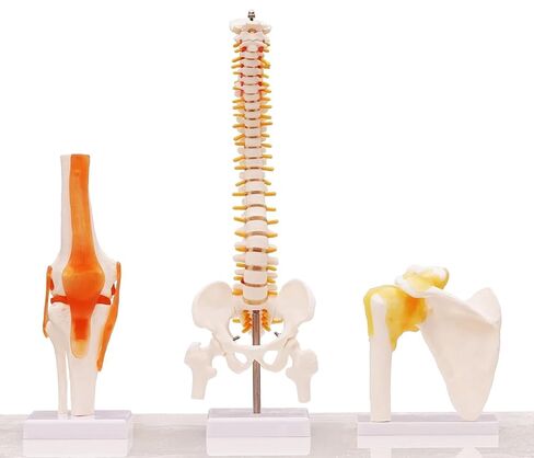 Human Spine Model with Knee Joint and Shoulder Joint, Premium Medical Quality Anatomical Models, 95% Accuracy, Educational Teaching Tools for Medical Study in Saudi Arabia