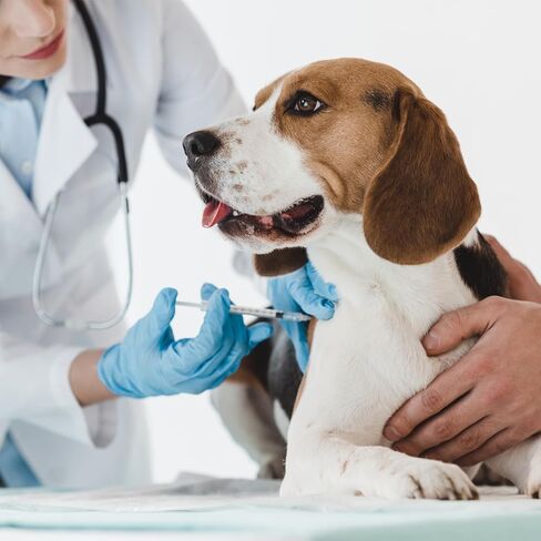 U-100 Syringes with Needle - 30G 5/16" (8mm) 1ml/cc Disposable Syringe, Individual Wrapped, 30PACK in Kuwait