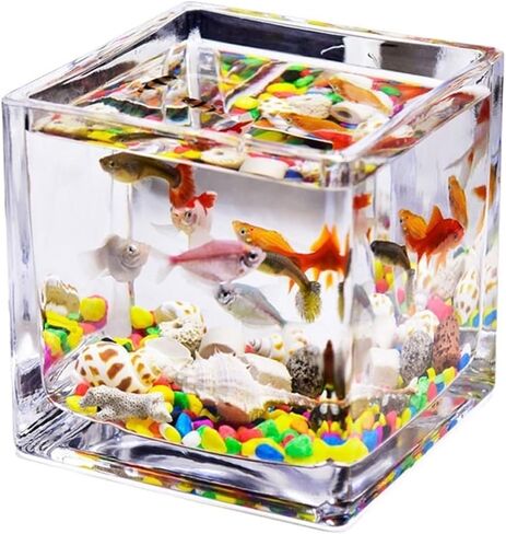 Small Fish Tank Fish Tank Glass Square Thickened Transparent Aquarium Tank Countertop Small Home Tank for Aquariums Ecological Turtle Tank Ornaments Fish Tank Kit(Medium) in Kuwait