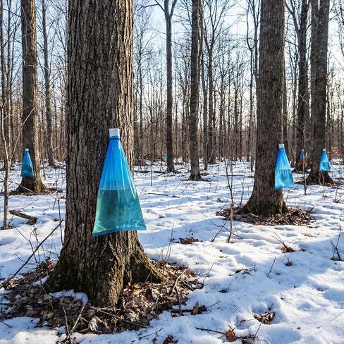 6 Maple Syrup Tapping Kit PVC Maple Sap Sack Holder, 3 Gallon Collection Bags, 5/16" Drill, Zip Ties, and Tree Sap Taps Complete Kit Big Capacity for Collection and Harvest in Saudi Arabia