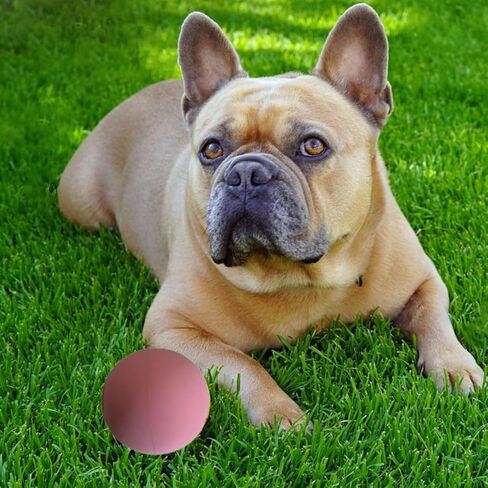 كرات يد مطاطية ملونة من Sky Bounce لكرة اليد الترفيهية، وكرة العصا، وكرة المضرب، والالتقاط، والجلب، وألعاب الكلاب والعديد من الألعاب الأخرى، 2 1/4 بوصة، وردي، 3 قطع مع حقيبة AHSR in Kuwait