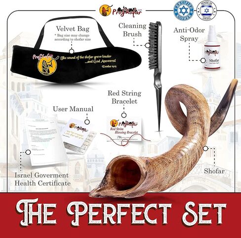 Original Kosher Natural-Polished Kudu Shofar | Shofar horn from israel in Kuwait