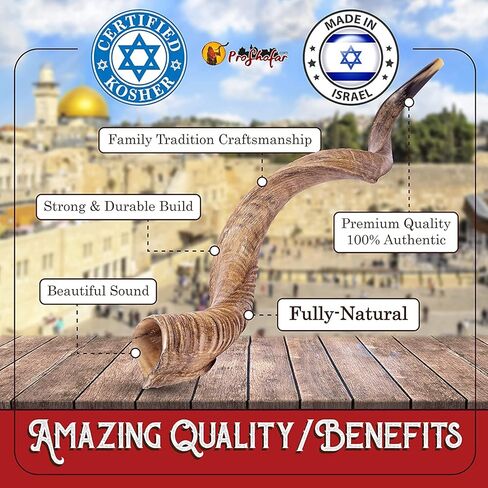 Original Kosher Natural-Polished Kudu Shofar | Shofar horn from israel in Kuwait