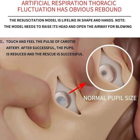 قزم تدريب الإنعاش القلبي الرئوي لكامل الجسم، محاكي الإنعاش القلبي الرئوي، نموذج طبي للتدريب على الإسعافات الأولية لتعليم المرضى وتعليمهم in Kuwait