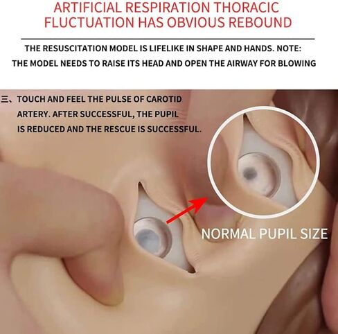 قزم التدريب - الكبار المحترفين - قزم الإنعاش - مجموعة قزم الجسم بالكامل لمستلزمات التدريب الطبي التعليمية in Kuwait