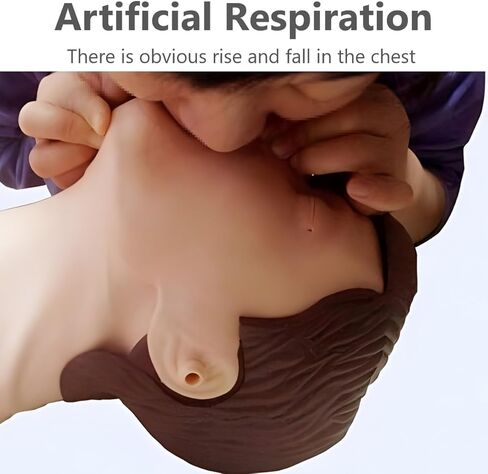محاكاة الإنعاش القلبي الرئوي لكامل الجسم للبالغين، نموذج طبي للتدريب على الإسعافات الأولية، للتعليم والتدريس in Kuwait
