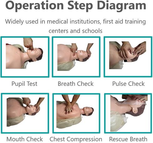 محاكاة الإنعاش القلبي الرئوي لكامل الجسم للبالغين، نموذج طبي للتدريب على الإسعافات الأولية، للتعليم والتدريس in Kuwait