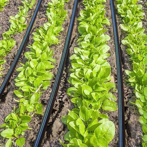 50 قطعة من أدوات توصيل الري بالتنقيط الشائكة من Jayee (17 مم) لخرطوم التنقيط 1/2 بوصة (معرف 0.600 بوصة)، موصل أنابيب الرش لنظام التنقيط in Kuwait