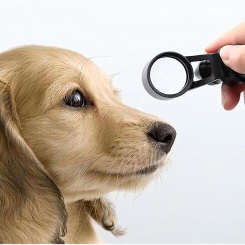 مجهر المصباح الشقي، مجهر المصباح الشقي المحمول LED، تكبير 5X، شق قابل للتعديل، معدات طب العيون لمستشفيات الحيوانات الأليفة، طب العيون، المختبر، المدارس in Kuwait