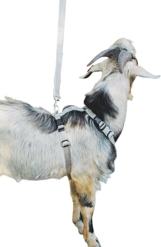 تسخير الماعز ، عنزة القنب المبطنة قابلة للتعديل أو تسخير الأغنام ، صغير إلى X-large ، رسن الثروة الحيوانية ، تسخير متعدد الطبقات متين ، معدات للماشية الصديقة للبيئة ، حيوان أليف مزرعة مريح (صغير) in Kuwait