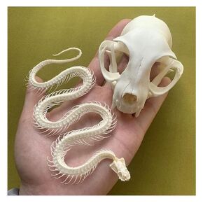 Taxidermy Skull Collection, 2pcs Real Snake Bones and Cat Skull, Skull Decoration for Home, Specimen Collectibles Study, Special Gifts in Saudi Arabia