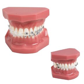 Teeth Orthodontics Dental Demonstration Model, Teach Study Tools with Metal and Ceramic Stand in Saudi Arabia