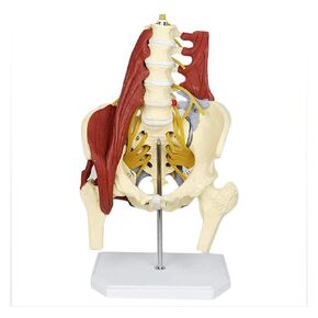 Female Pelvis Model with Pelvic Floor Muscle Anatomy Model, Lumbar Spine Bone Model, Life Size Adult Skeleton Anatomical Model in Saudi Arabia