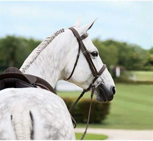 دوفر سادليري Single Crown Hunter Bridle، COB-C/S، Oakbark in Saudi Arabia