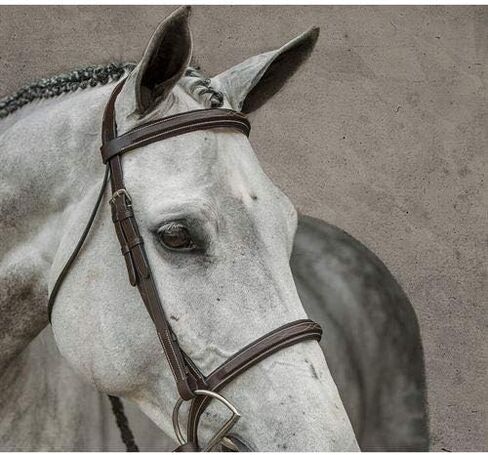 دوفر سادليري Single Crown Hunter Bridle، COB-C/S، Oakbark in Saudi Arabia