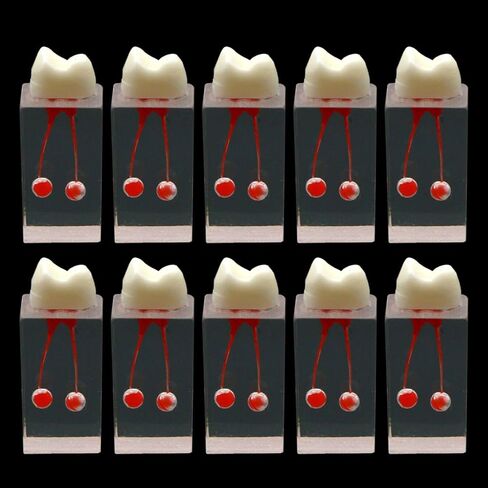 10Pcs Dental Root Canal Teeth Model Endodontic Practice Block Pulp Cavity Study (80041) in Saudi Arabia